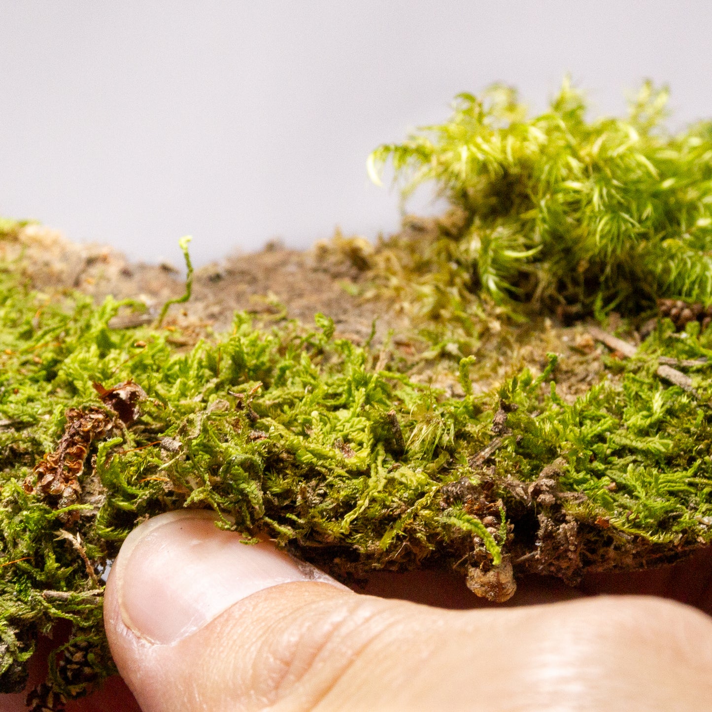 #11 - Pine Bark with Fork Moss - 15×9×2 cm