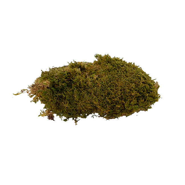 Preserved Rock Moss