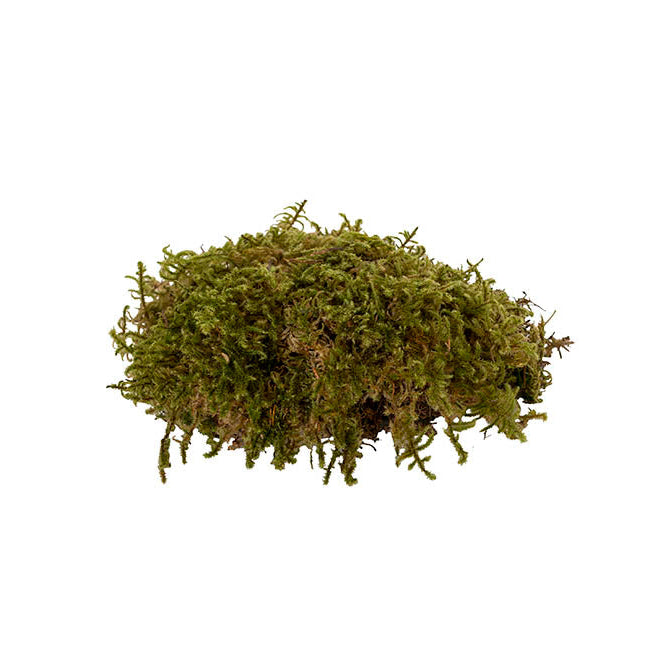 Preserved Star Moss