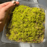Clearance Live Moss