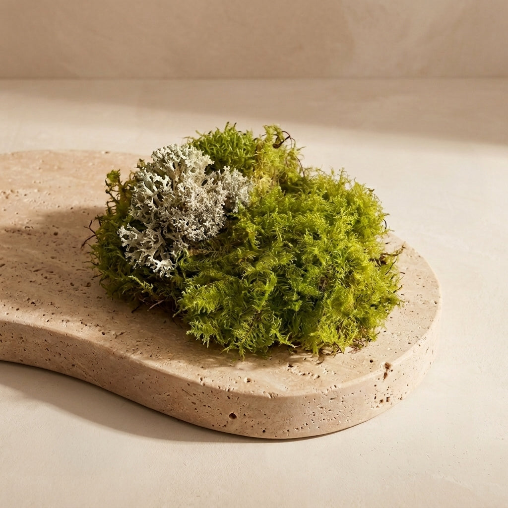 Coral Lichen Mix Pack