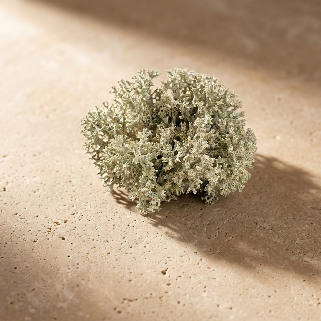 Coral Lichen Mix Pack