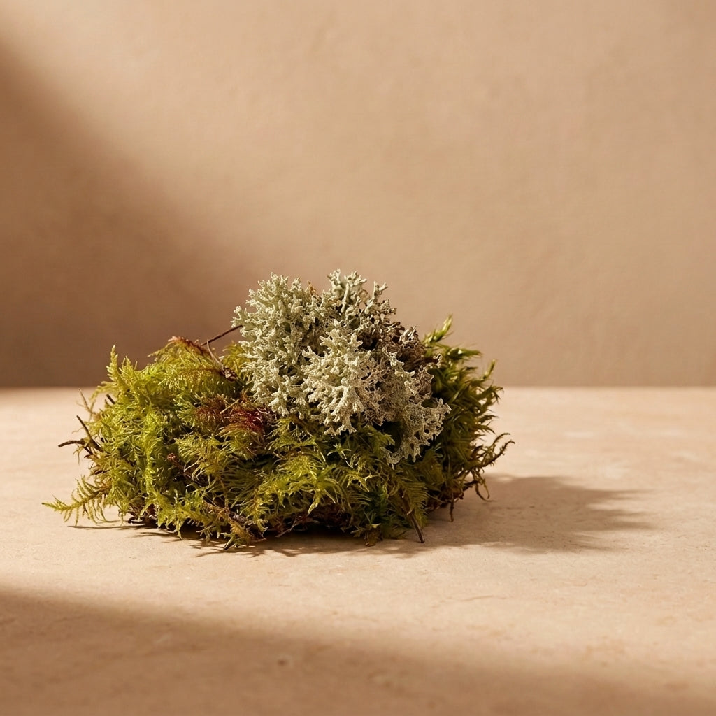 Coral Lichen Mix Pack