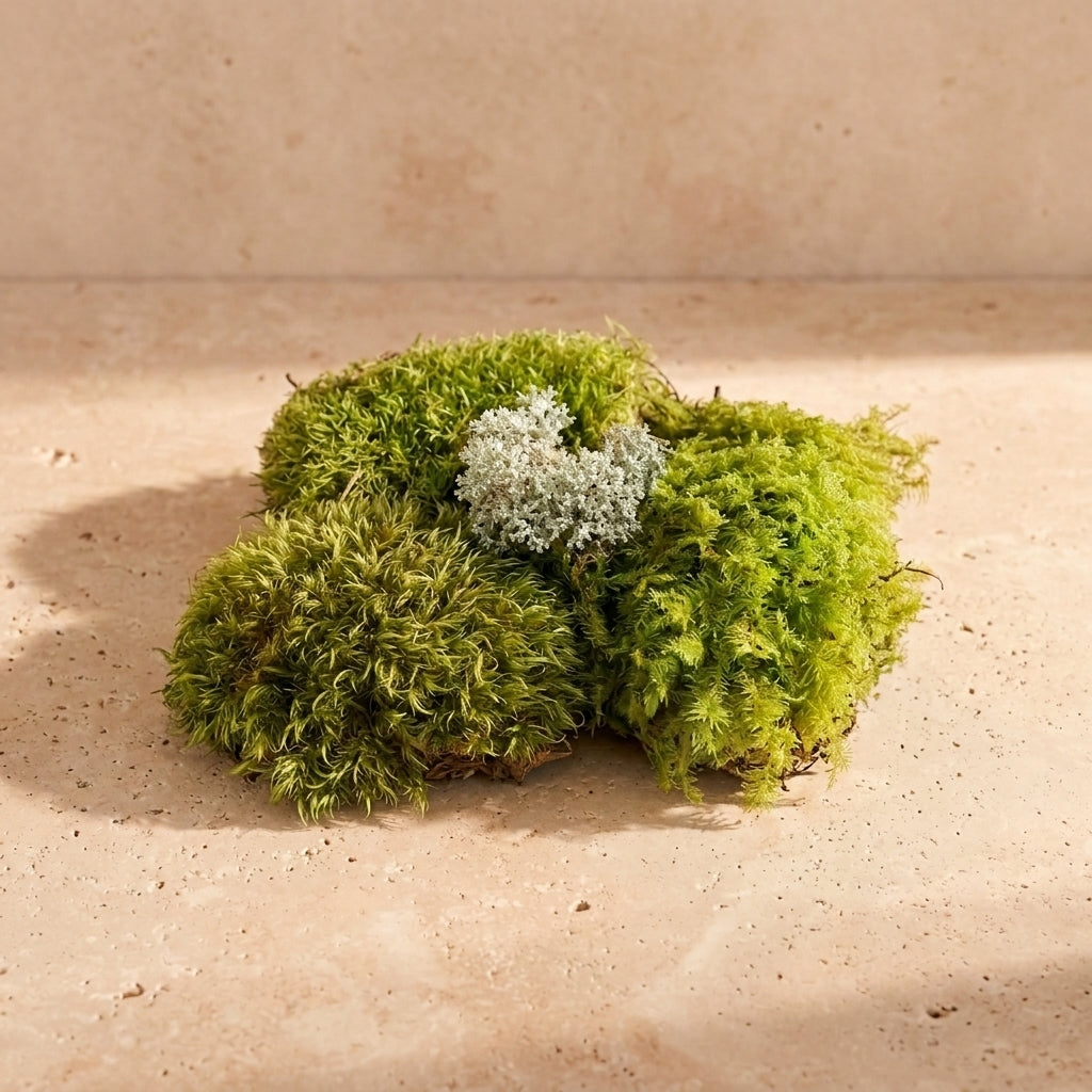 Coral Lichen Mix Pack