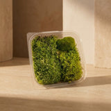 Cushion Moss Mix Pack