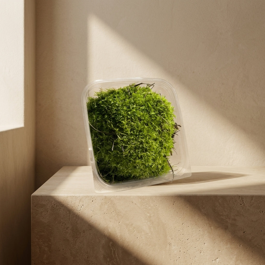 Premium Feather Moss