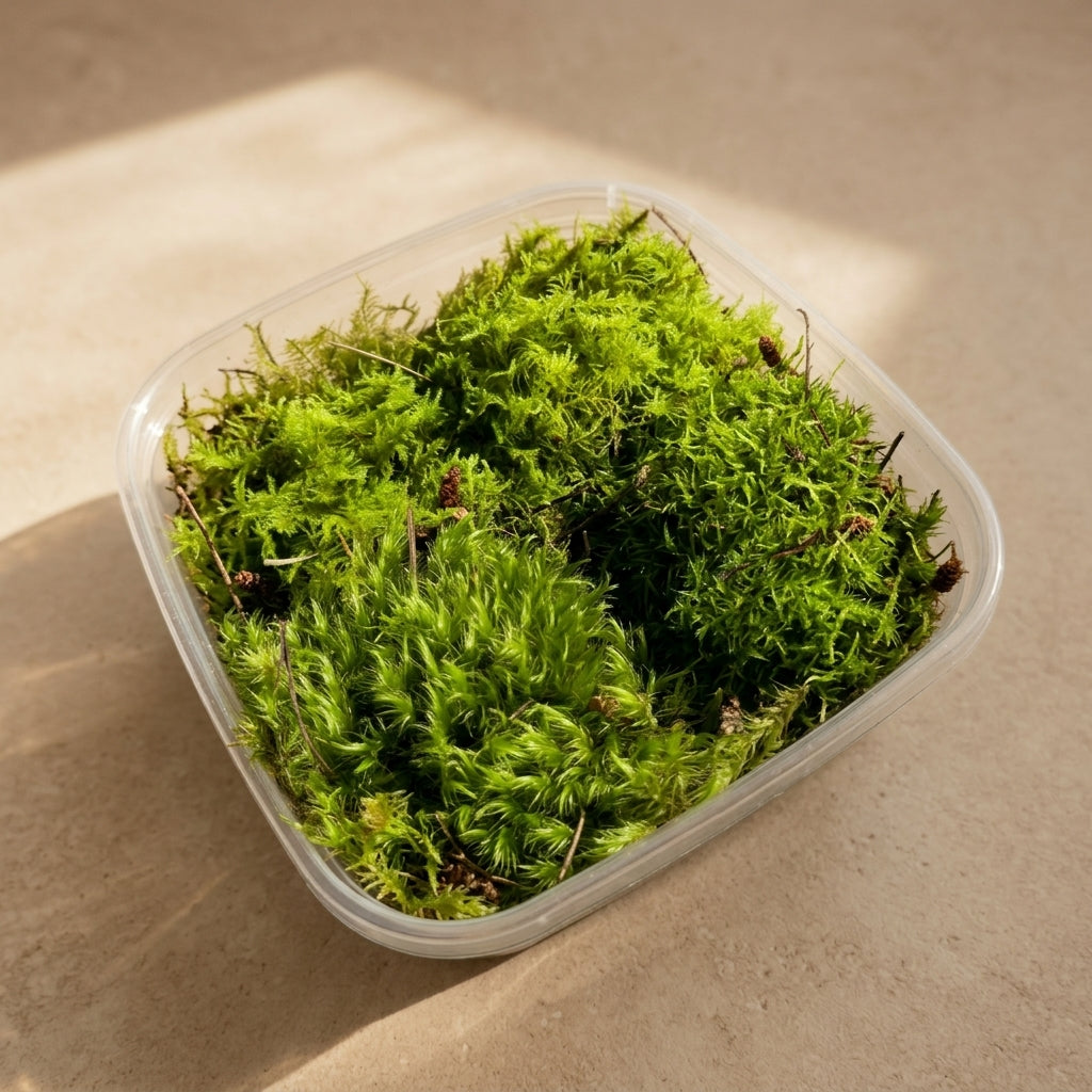 Fork Moss Mix Pack