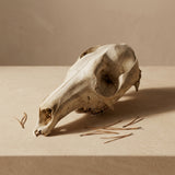 Ethically Found Animal Skulls — Medium