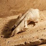 Ethically Found Animal Skulls — Small