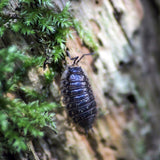 Isopod Culture
