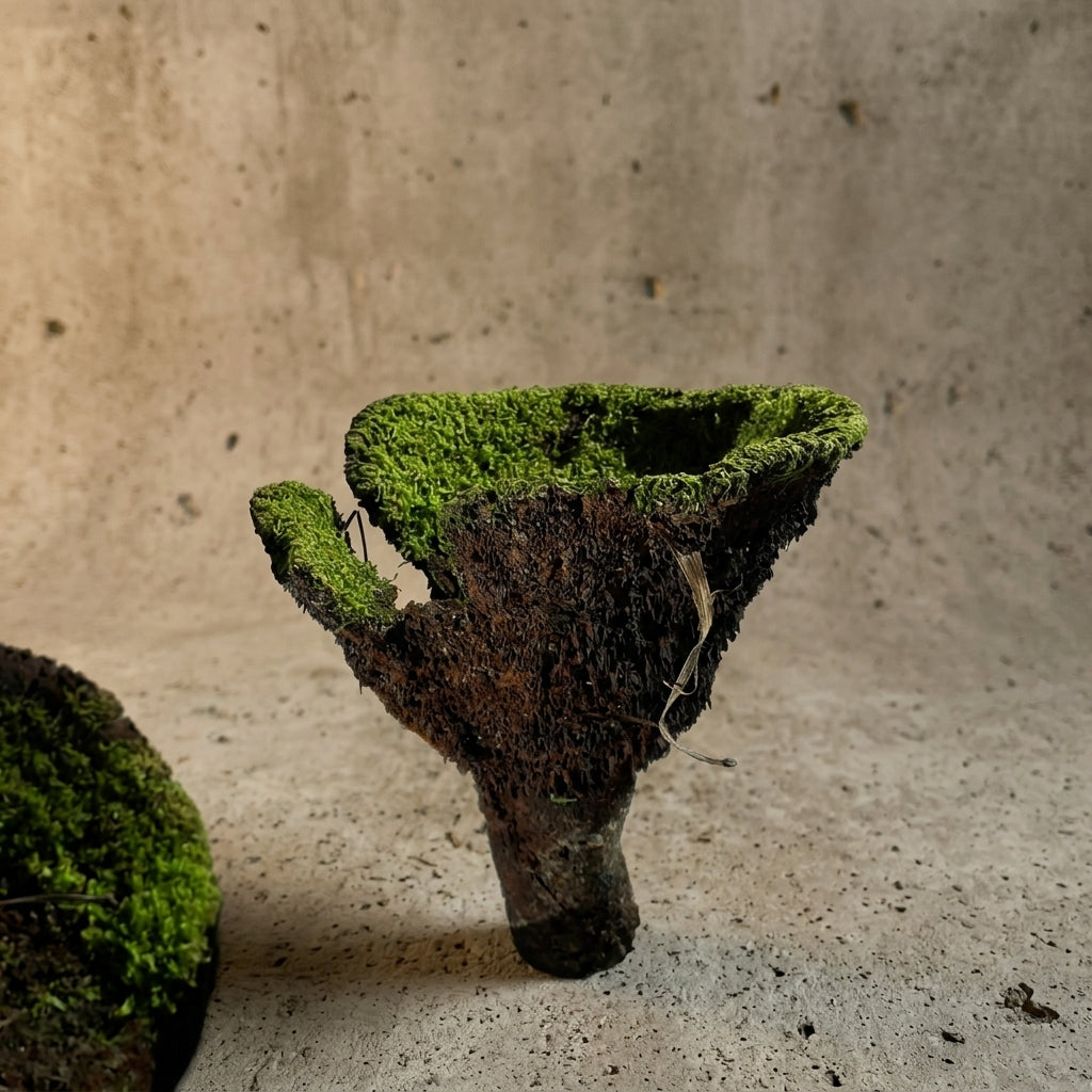 Moss Covered Mushrooms