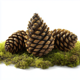 Pine Cones - Assorted