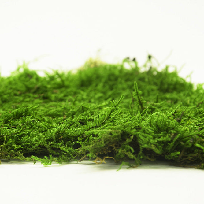 Preserved Flat Moss - Natural Green