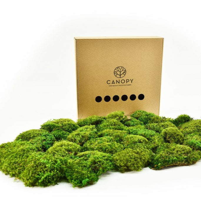 Preserved Hair Moss - 800g