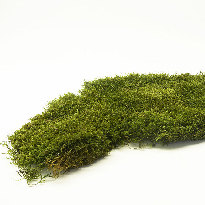 Preserved Long Moss – Green