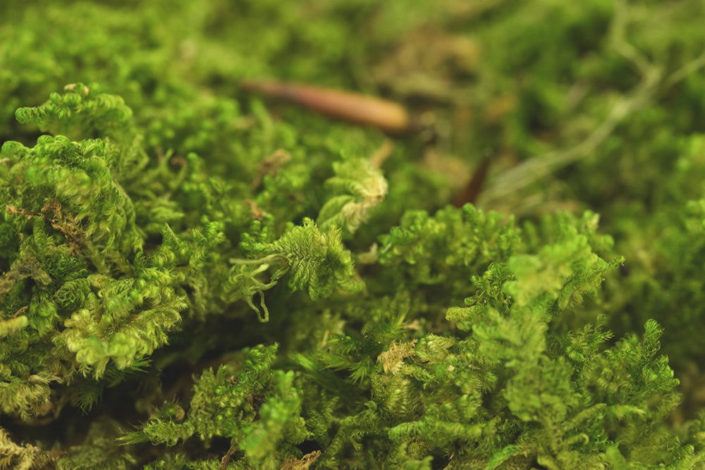 Preserved Rock Moss - 500g