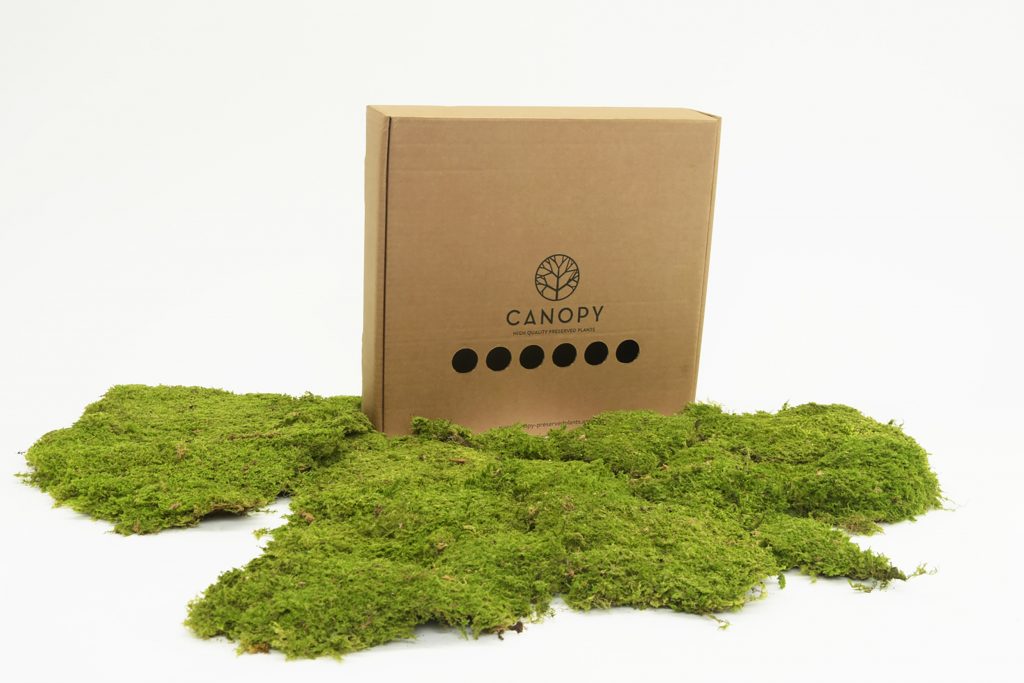 Preserved Rock Moss - 500g