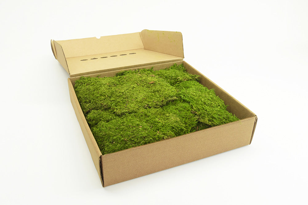 Preserved Rock Moss - 500g