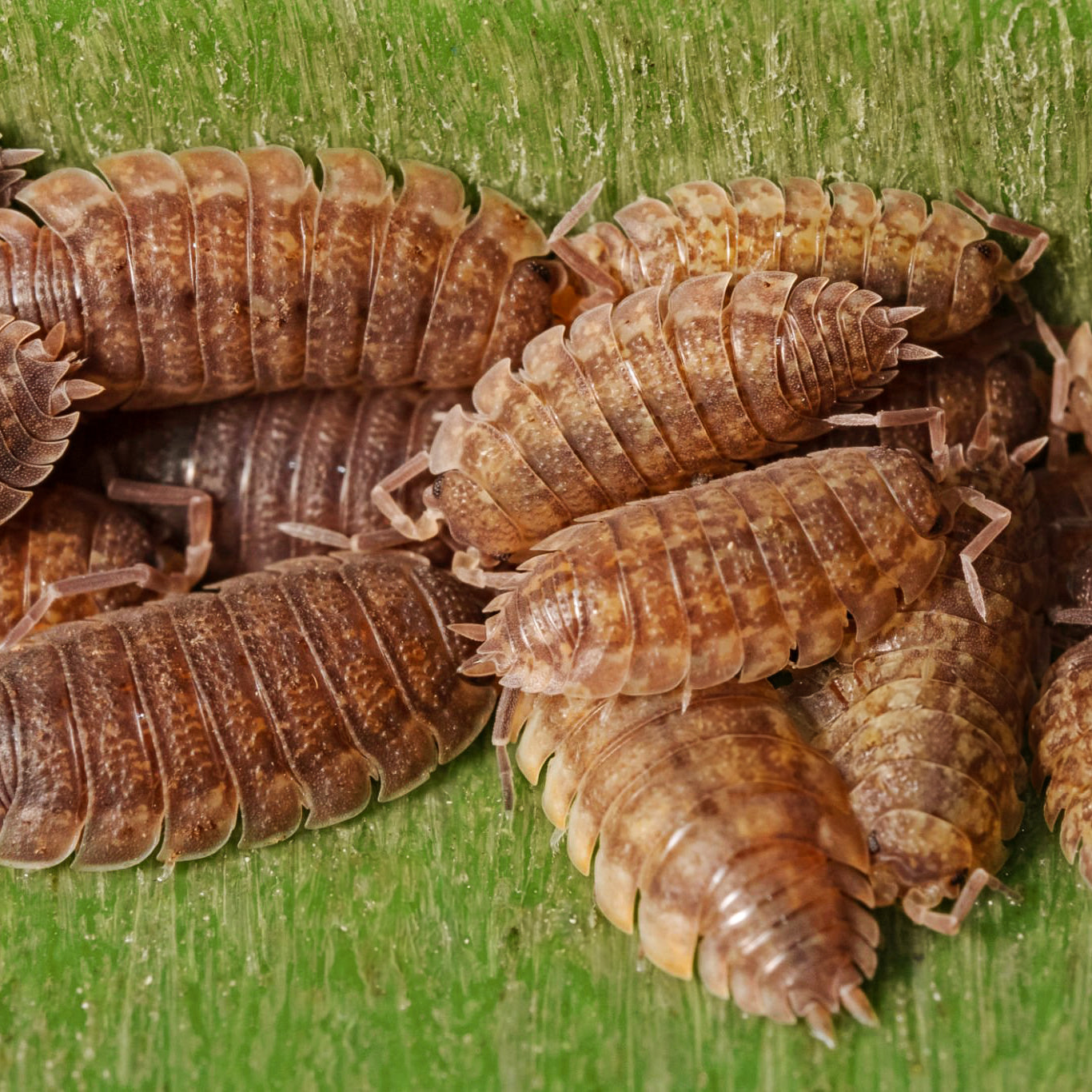 sow bug isopod culture terrarium cleaners