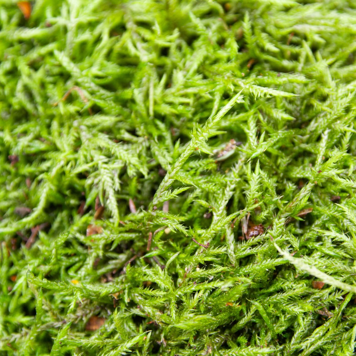 Premium Feather Moss