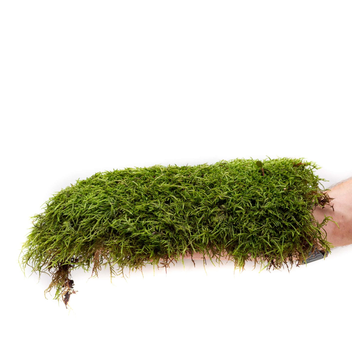 Premium Feather Moss