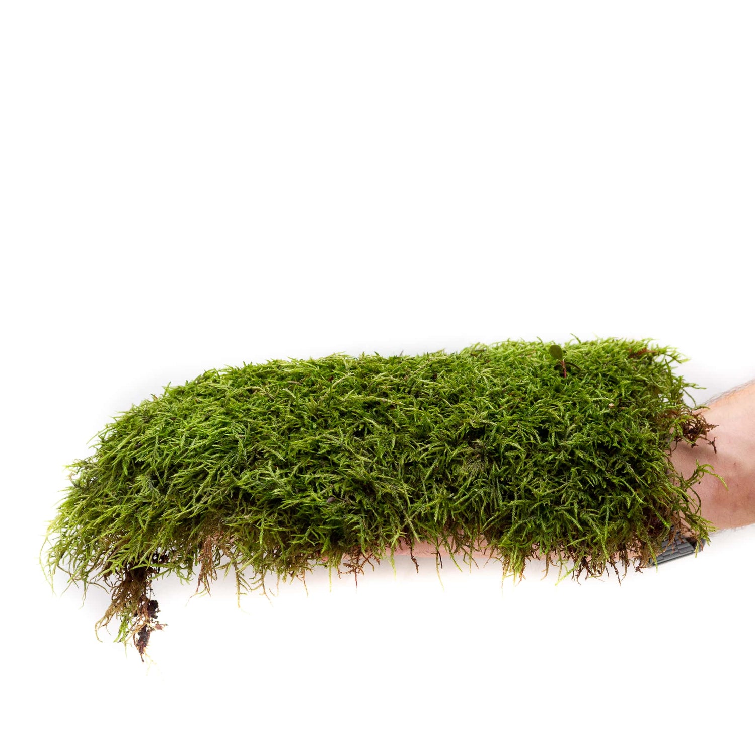 Premium Feather Moss