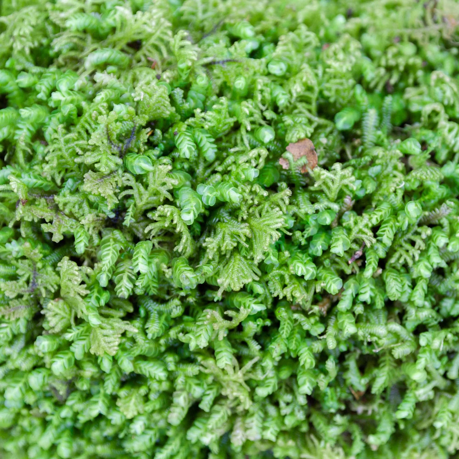 Carpet Moss