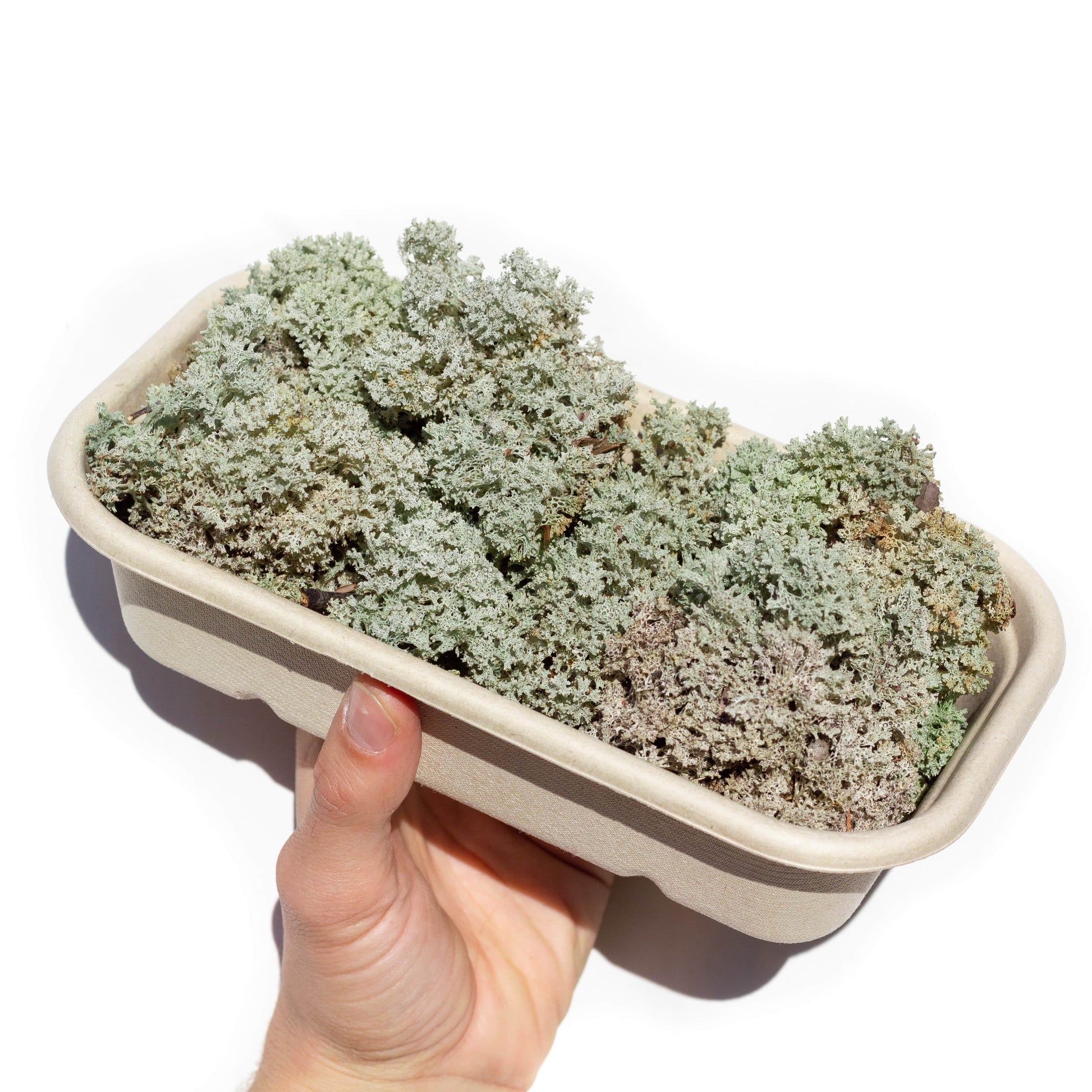 Reindeer-Moss-Coral-Lichen-Kodamoss-1000ml