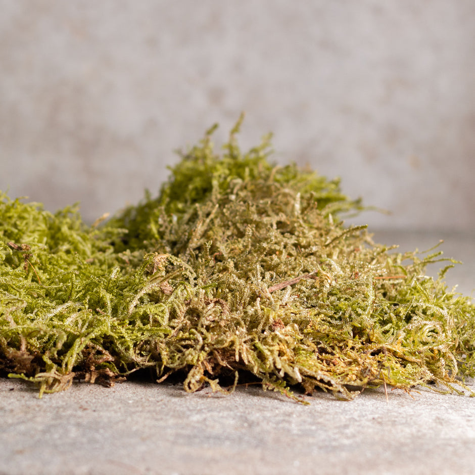 Australia's Best Live Moss & Lichens | Koda, the Moss Experts Australia ...