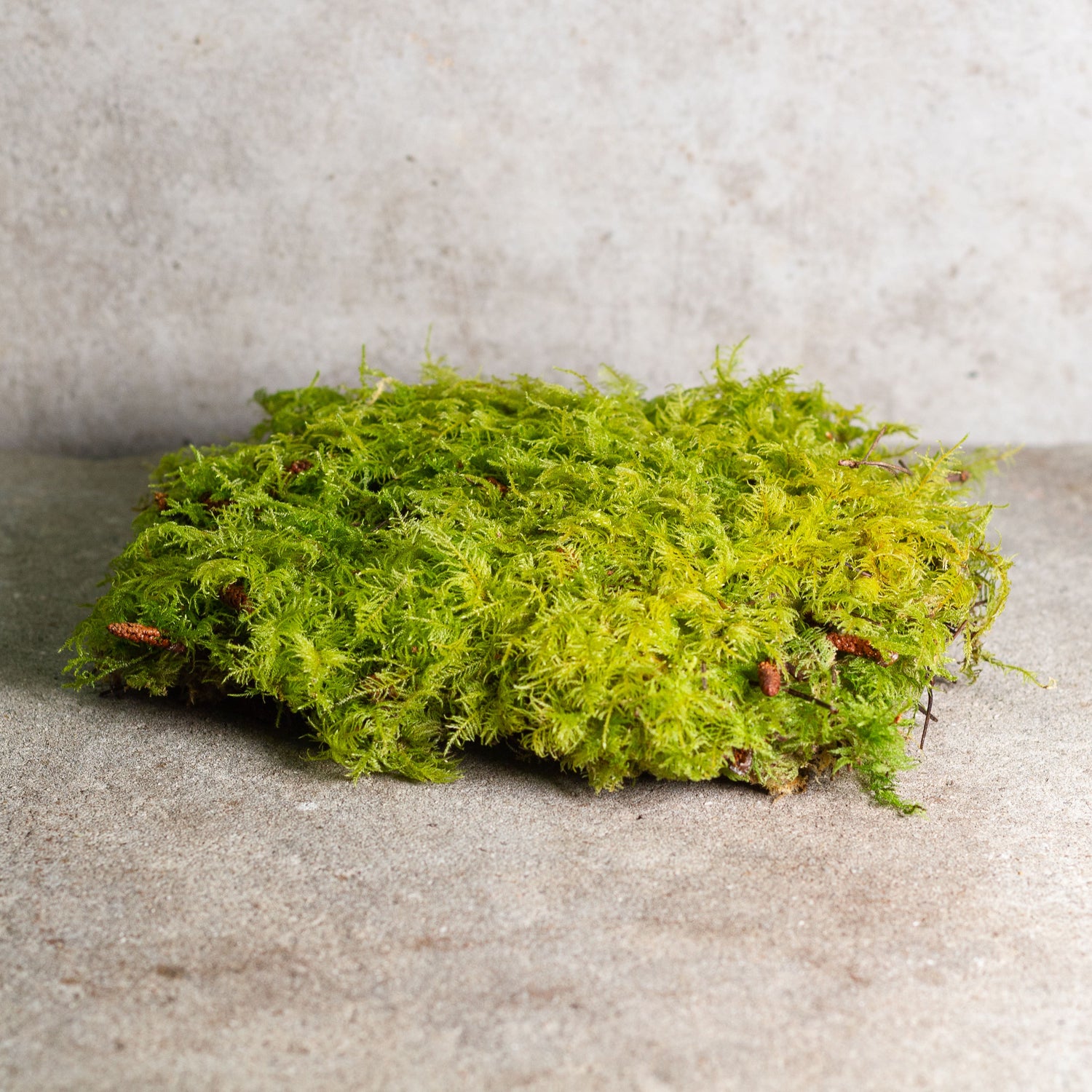 Premium Fern Moss