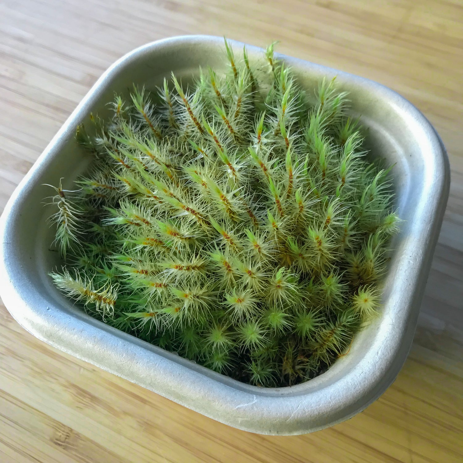Fork Moss