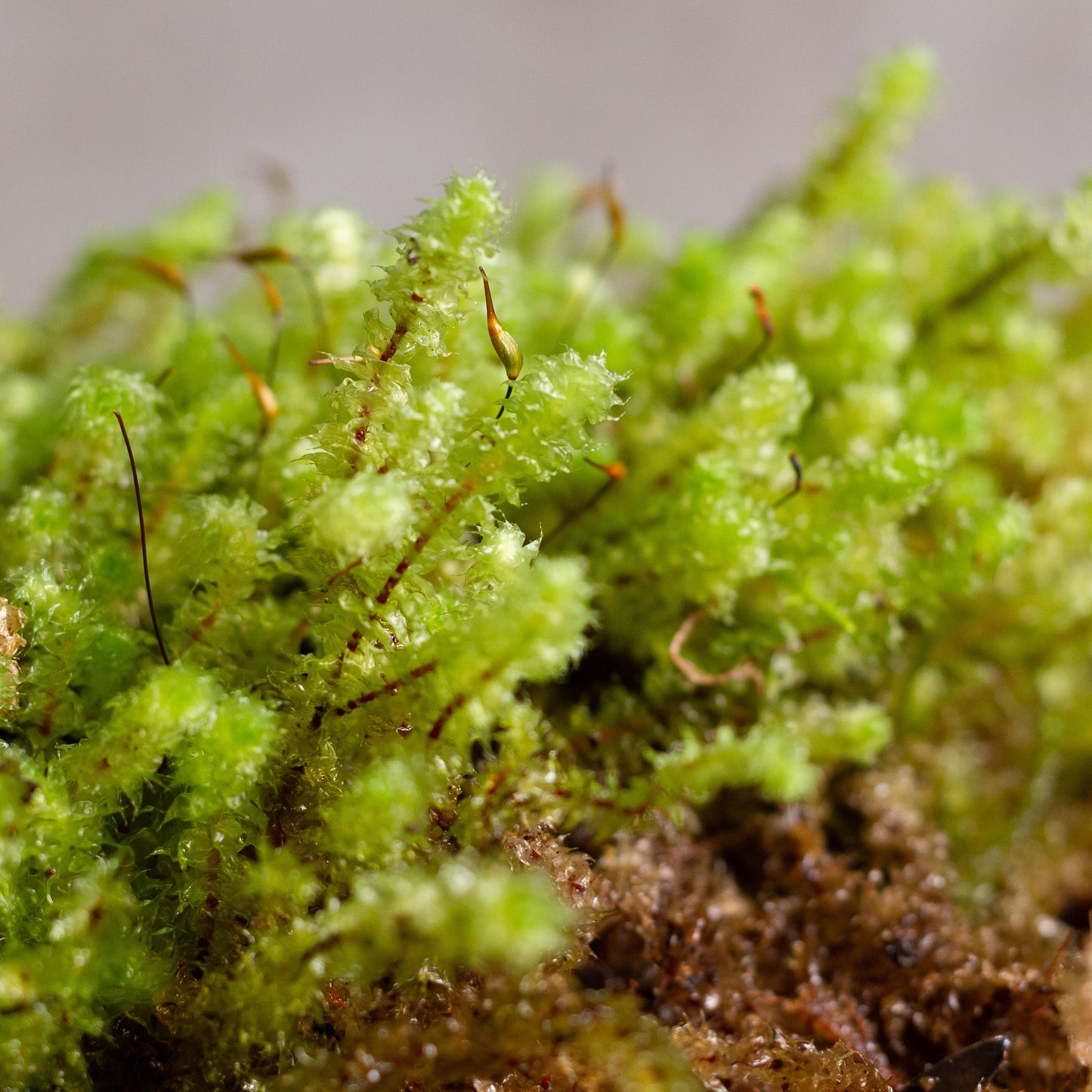 Pipe Cleaner Moss