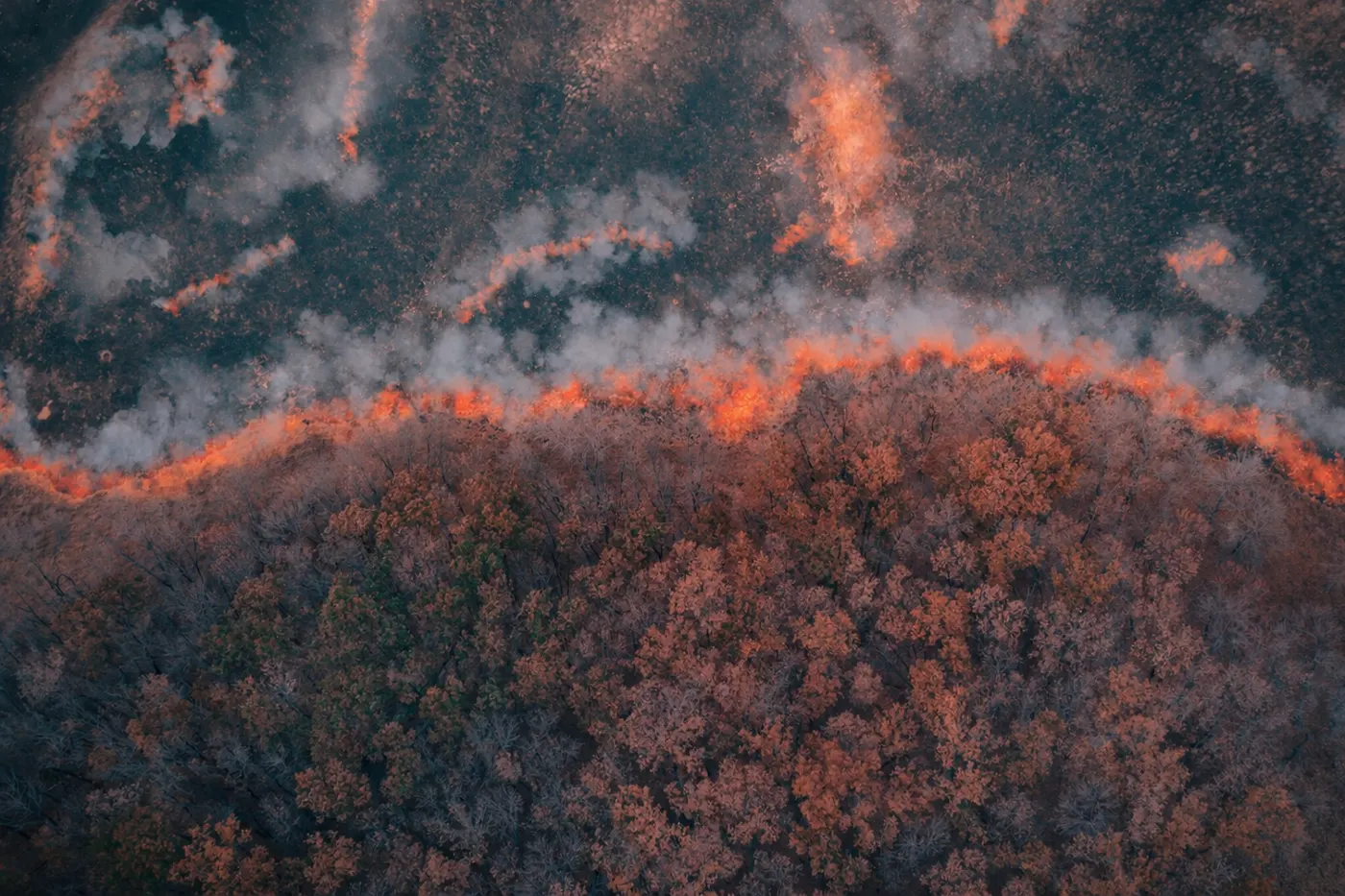Quiet Growth After Fire