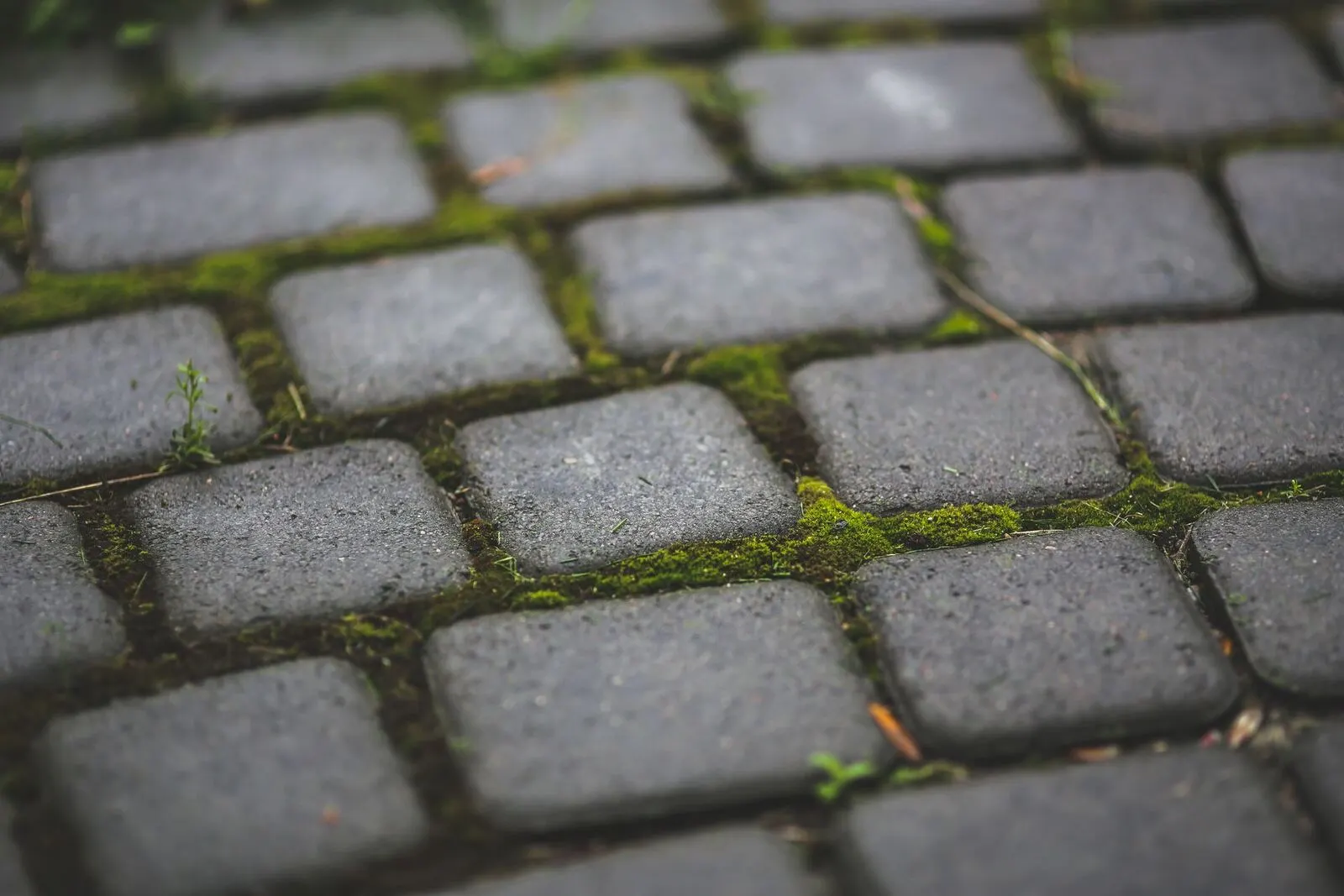 Why Moss Will Not Grow in Your Australian Garden